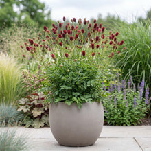 Load image into Gallery viewer, OpenPlantData Sanguisorba officinalis Red Thunder