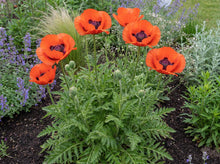 Load image into Gallery viewer, OpenPlantData Papaver orientale Beauty of Livermere