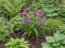 Load image into Gallery viewer, OpenPlantData Tradescantia Andersoniana Group Red Grape