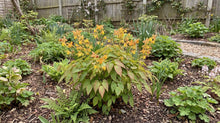Load image into Gallery viewer, OpenPlantData Epimedium Amber Queen