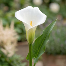 Load image into Gallery viewer, OpenPlantData Calla Crystal Clear