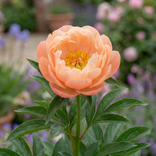 Load image into Gallery viewer, OpenPlantData Peony Lactiflora Kings Day