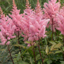 Load image into Gallery viewer, OpenPlantData Astilbe Rheinland