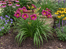 Load image into Gallery viewer, OpenPlantData Hemerocallis Purple Doro