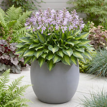 Load image into Gallery viewer, OpenPlantData Hosta Colored Hulk