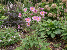 Load image into Gallery viewer, OpenPlantData Anemone September Charm