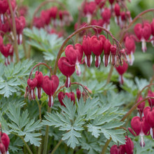 Load image into Gallery viewer, OpenPlantData Dicentra formosa Bacchanal