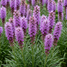 Load image into Gallery viewer, OpenPlantData Liatris Spicata Kobold