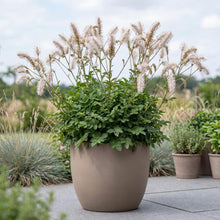Load image into Gallery viewer, OpenPlantData Sanguisorba tenuifolia Strawberry Frost