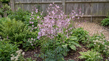 Load image into Gallery viewer, OpenPlantData Thalictrum delavayi