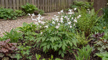 Load image into Gallery viewer, OpenPlantData Epimedium Niveum