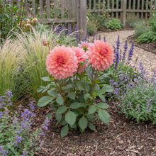 Load image into Gallery viewer, OpenPlantData Dahlia Ottos Thrill