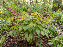 Load image into Gallery viewer, OpenPlantData Epimedium grandiflorum Red Beauty