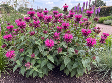 Load image into Gallery viewer, OpenPlantData Monarda didyma Bee-Free