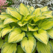 Load image into Gallery viewer, OpenPlantData Hosta Stained Glass