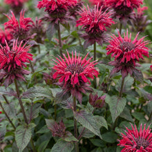 Load image into Gallery viewer, OpenPlantData Monarda Bee Happy