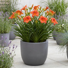 Load image into Gallery viewer, OpenPlantData Hemerocallis Mauna Loa
