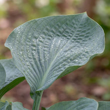 Load image into Gallery viewer, OpenPlantData Hosta Big Daddy