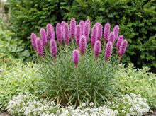 Load image into Gallery viewer, OpenPlantData Liatris spicata Goblin