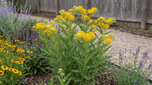 Load image into Gallery viewer, OpenPlantData Asclepias tuberosa Hello Yellow