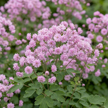 Load image into Gallery viewer, OpenPlantData Thalictrum delavayi Hewitts Double