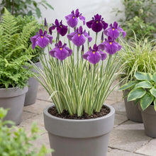 Load image into Gallery viewer, OpenPlantData Iris ensata Variegata