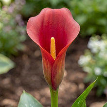 Load image into Gallery viewer, OpenPlantData Calla Bloody Mary