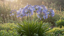Load image into Gallery viewer, OpenPlantData Agapanthus Dr Brouwer