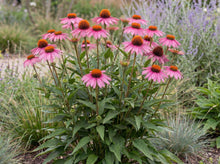 Load image into Gallery viewer, OpenPlantData Echinacea purpurea Magnus