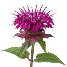 Load image into Gallery viewer, OpenPlantData Monarda Bee Free