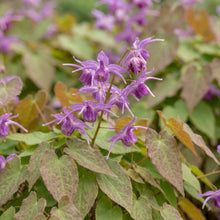 Load image into Gallery viewer, OpenPlantData Epimedium Lilafee