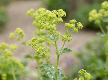 Load image into Gallery viewer, OpenPlantData Alchemilla mollis