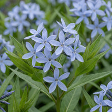 Load image into Gallery viewer, OpenPlantData Amsonia Blue Ice