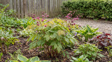 Load image into Gallery viewer, OpenPlantData Epimedium grandiflorum Red Beauty