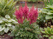 Load image into Gallery viewer, OpenPlantData Astilbe J Elisabeth Van Veen
