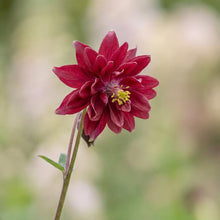 Load image into Gallery viewer, OpenPlantData Aquilegia vulgaris var. stellata Ruby Port