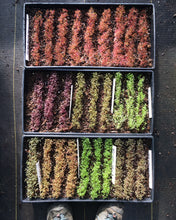 Load image into Gallery viewer, SEASONED FLOWER FARMER REFRESH CONSULT