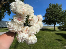 Load image into Gallery viewer, Shirley Temple (Herbaceas/Mid Season)