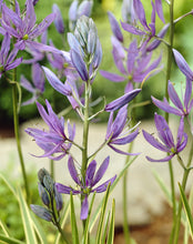 Load image into Gallery viewer, Camassia - Blue Melody 21116106