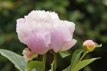 Load image into Gallery viewer, Catharina Fontijn (Herbaceous/Mid Season Bloom)