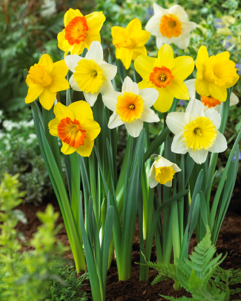 (daffodil. プロフ読んで下さい) Daffodil Large Cupped - Mix 18155016 – Barnswallow Flowers