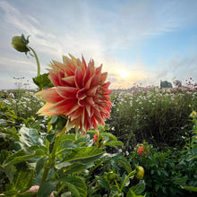 Load image into Gallery viewer, Punkin Spice Dahlia Tuber