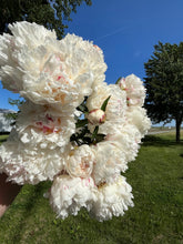 Load image into Gallery viewer, Shirley Temple (Herbaceas/Mid Season)