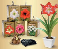 Load image into Gallery viewer, Amaryllis - Red Lion 80145