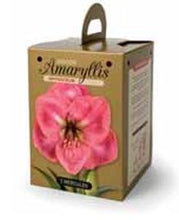 Load image into Gallery viewer, Amaryllis - Vera 80150