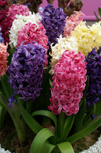 Load image into Gallery viewer, Hyacinths - Mixed Hyacinths 28877216