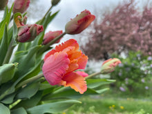 Load image into Gallery viewer, BULB, PEONY PERENNIAL VARIETAL CONSULT