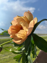 Load image into Gallery viewer, Singing in the Rain (ITOH/Mid Season Bloom)