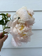 Load image into Gallery viewer, Gardenia (Herbaceous/Early to Mid Season Bloom)