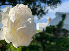Load image into Gallery viewer, Bowl of Cream (Herbaceous/Mid Season Bloom)